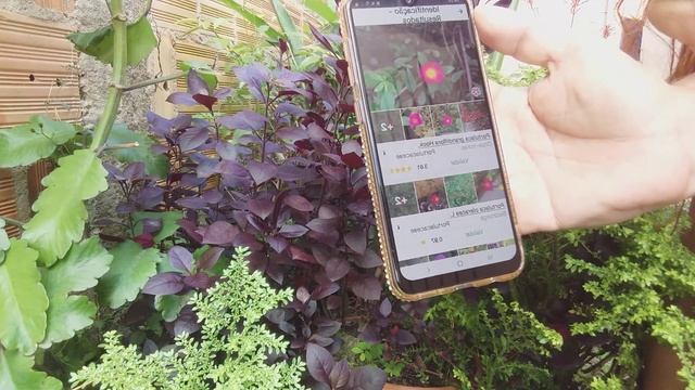 COMO  DESCOBRIR O NOME DE FLORES, PLANTAS, FRUTOS E SEMENTES /LINK NA DESCRIÇÃO 👇 🌹🌻🌸🌺🍃🌱🌳