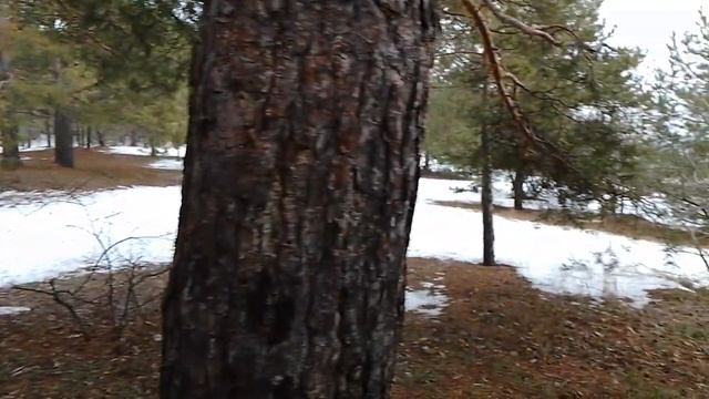 Зимняя Груша 🍐🎼🚶♂