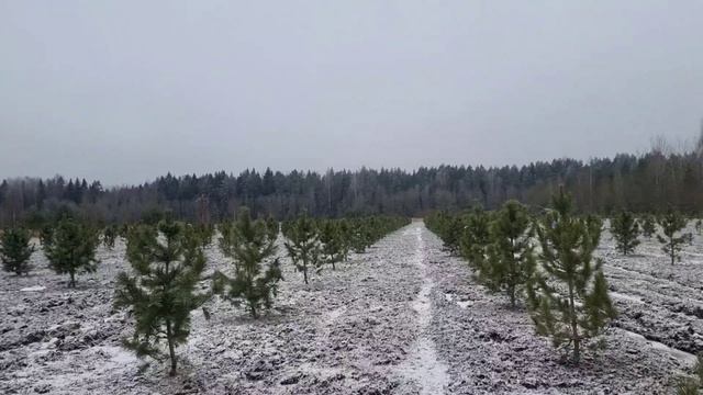 Питомник деревьев Сервис БиС