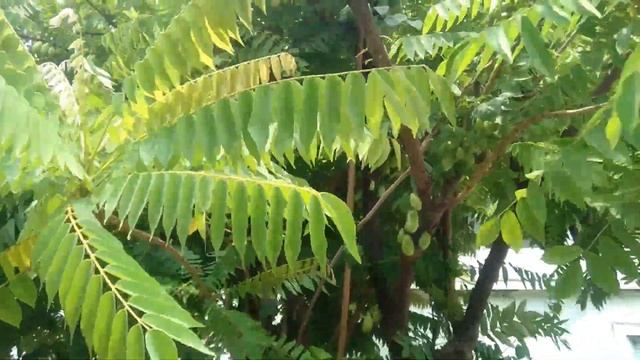 [HD1080p] Belimbing Sayur / Belimbing Wuluh (Averrhoa bilimbi) memiliki banyak manfaat