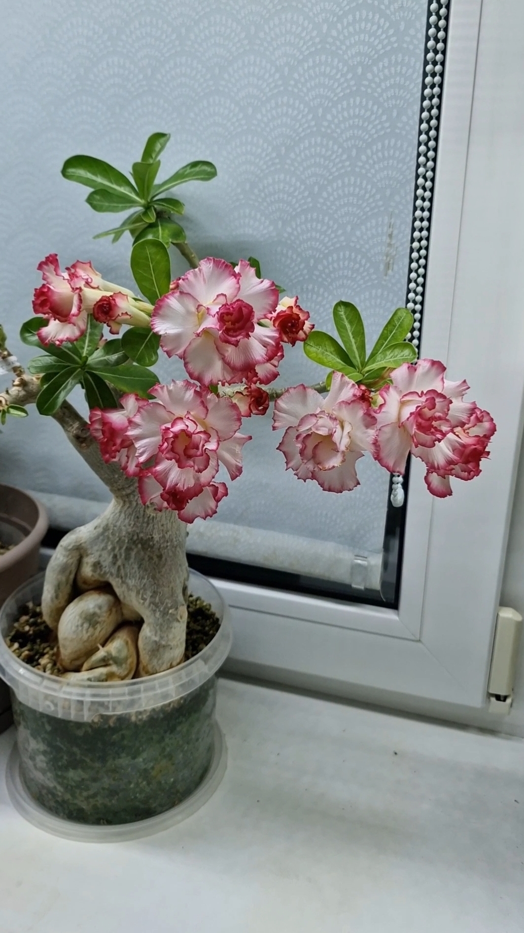 Адениум Гиацинт(Hyacinth)-азиатский сорт.