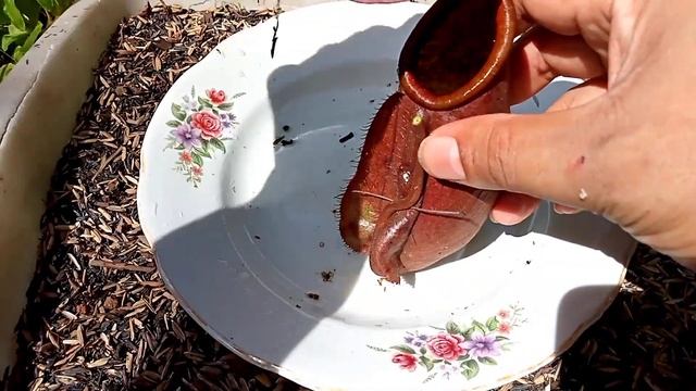 Inside The Stomach Of A Carnivorous Plant, True Facts :  Pitcher Plants / Nepenthes That Eat Animal