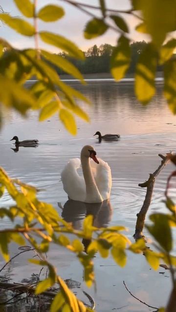В утреннем свете и рамке из листьев. #картина #лебедь #милоевидео #nature #birds #лебеди #swan #lov