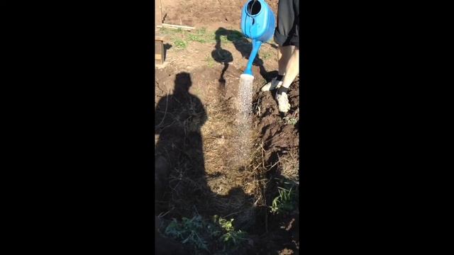 Полив органической траншеи с Сиянием 3