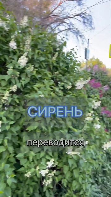 СИРЕНЬ по-английски 💜