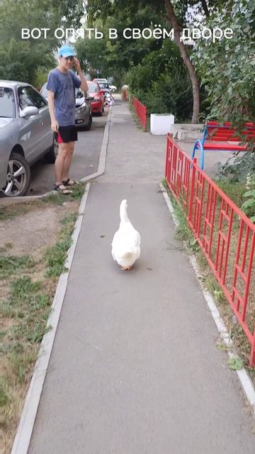 Саня ( селезень ) на прогулке