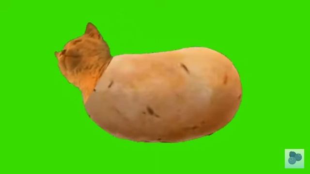 Кошка Картошка
