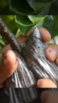 Layering soursop plant