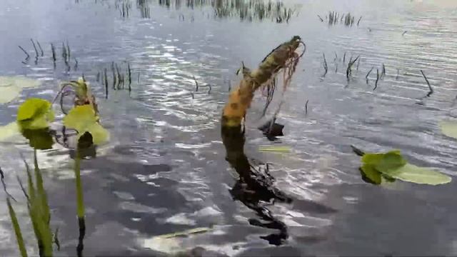 Цветущие кувшинки на озере