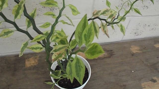 Tanaman Hias Euphorbia Tithymaloides