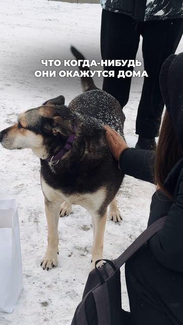 Твой лайк и репост помогут им найти дом 🐕