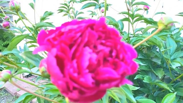 PICKING FLOWERS IN OUR GARDEN / FRESHLY PICKED FLOWERS / HARVESTING PEONIES in MY GARDEN! 💐