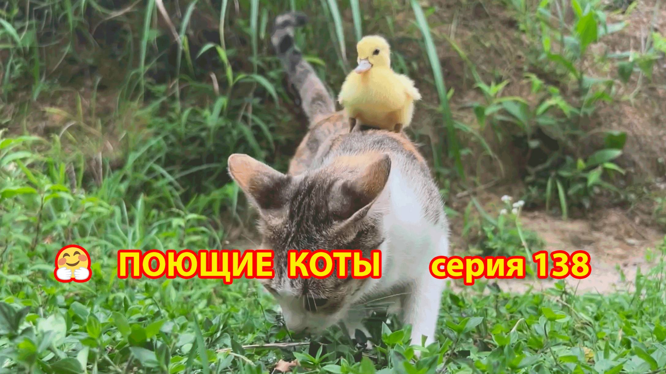 Крутые коты у птичьего двора серия (138) 🐈🐈⬛😹 Природа Абхазии и подворье с птицами и животными ❣