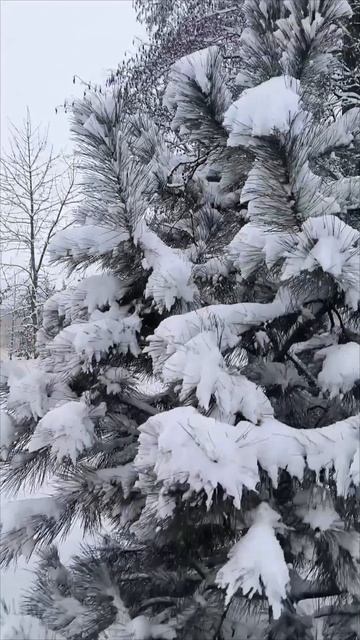 Несколько снежных дней за всю зиму
