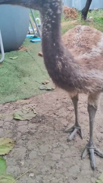 район держит в страхе волкодав страусяка  #catvideos  #funnyvideo #animals #животные #funny #zoo