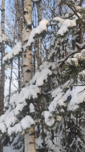 Репино. 15.02.2025 Лес, скоро  весна.
