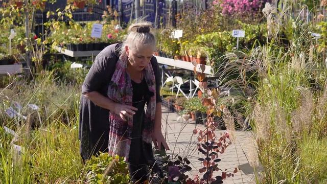 Perukowiec podolski w towarzystwie miłki okazałej