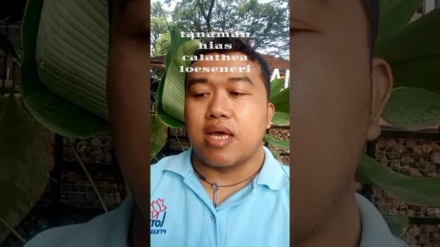 tanaman hias calathea loeseneri