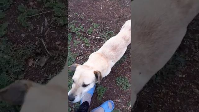 Посадка картошки, и как я ездила к Маме