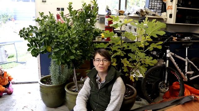 CITRUS TREE AND SNOW: protecting seasonal trees
