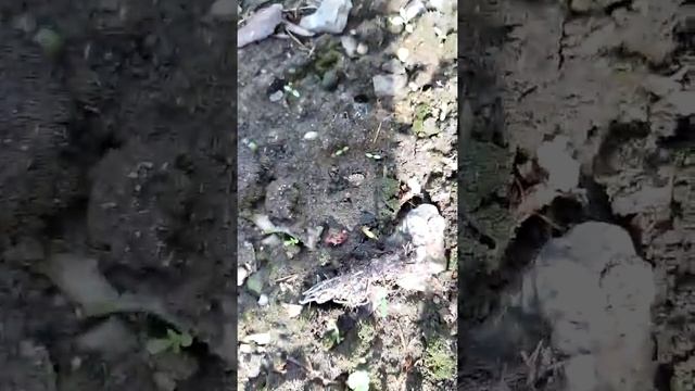 КАК ВСХОДИТ КЕДР ВЕСНОЙ !?