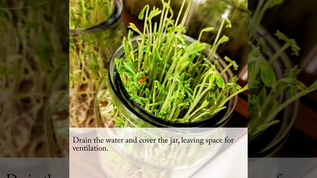 Forest in a jar!