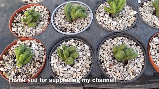 CACTUS & SUCCULENT & CRASSULA #garden #movie #music