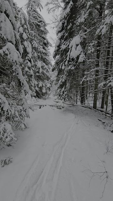 Зимний лес.