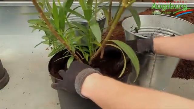 Oleander - Einpflanzen in ein Gefäß