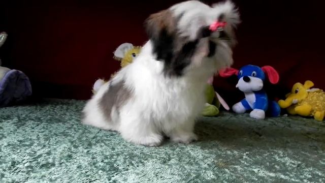 ДЕВОЧКА ШИ - ТЦУ PLEASURE OF LIFE