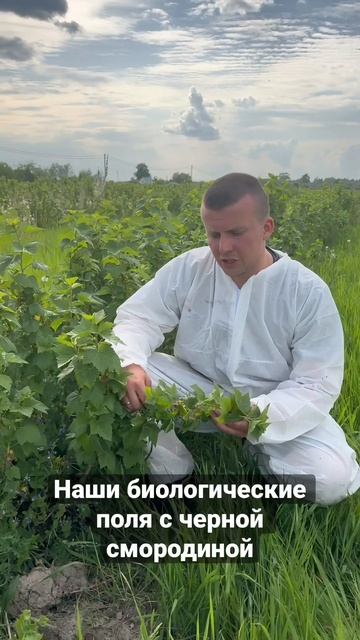 Наши биологические поля с черной смородиной #craft #alcohol #latvia