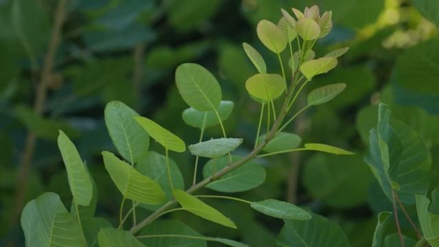 Cotinus obovatus - American Smoketree