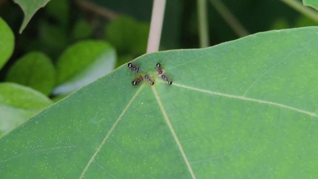 Ants feeding on extrafloral gland nectar of Mallotus paniculatus in Taiwan