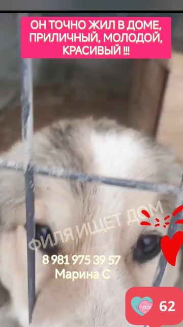 Спасенному из отлова очень нужен дом
пожалуйста помогите Филе