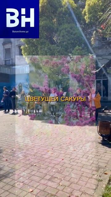 Душевная песня у цветущей сакуры в Батуми