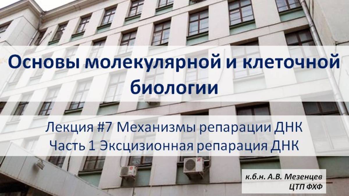 Основы молекулярной и кл. биологии (2024) Л7 Механизмы репарации ДНК. Ч1 Эксцизионная репарация ДНК