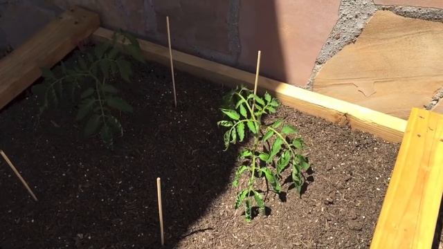 Growing Tomatoes and Peppers in Arizona - When NOT to Water Wilting Plants - Organic Gardening Tips