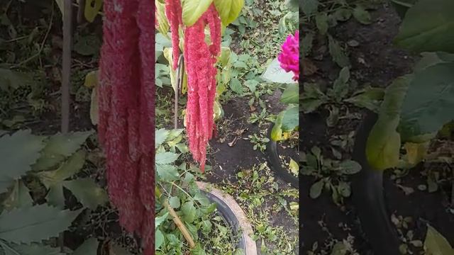 я всё это так люблю/ для моей души/Маришкины заботы