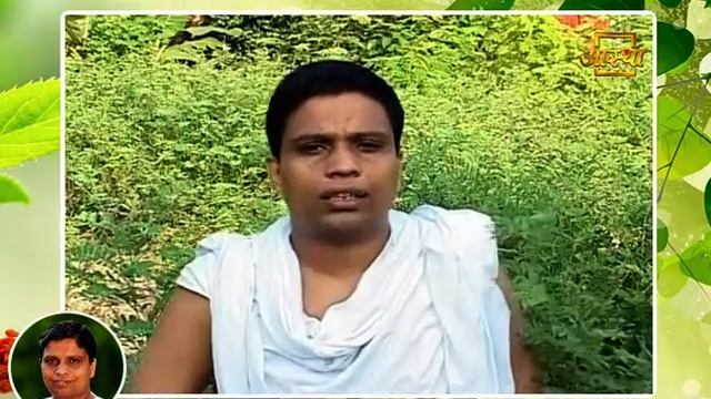 बहुत गुणकारी है शरपुंखा (Tephrosia Purpurea) पौधा जाने इसके यह गुण | Acharya Balkrishna