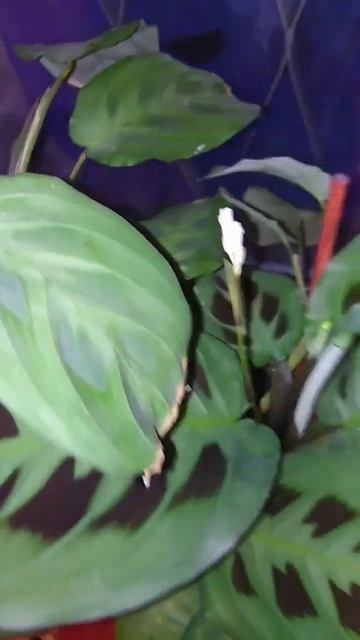 Моя любимая маранта зацвела😍, это большая редкость в комнатных условиях☘️