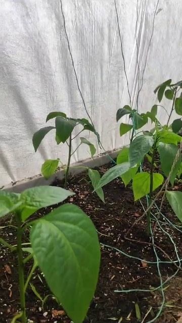 Проверяем как в мини тепличках рассада перца и томатов пережили первую ночь, было +10