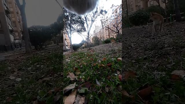Кот охотится на собаку и в конце ест ...