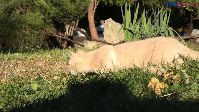 street cat on the hunt. бездомный кот на охоте.