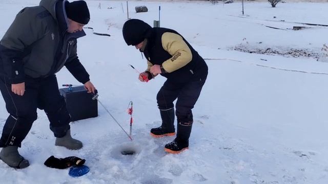 Форель