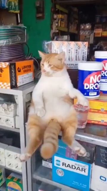 Котейко следит за обстановкой