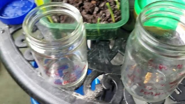 Sowing Giant Sequoia (Sequoiadendron giganteum) and Dawn Redwood (Metasequoia glyptostroboides).