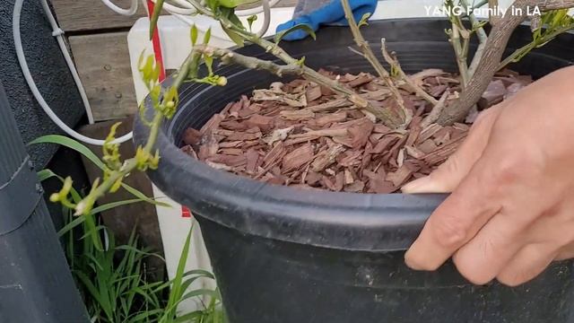 This Animal Really Can Kill Your Citrus Trees | Container-grown Citrus Trees Killer (后院柑橘树杀手捕猎记)