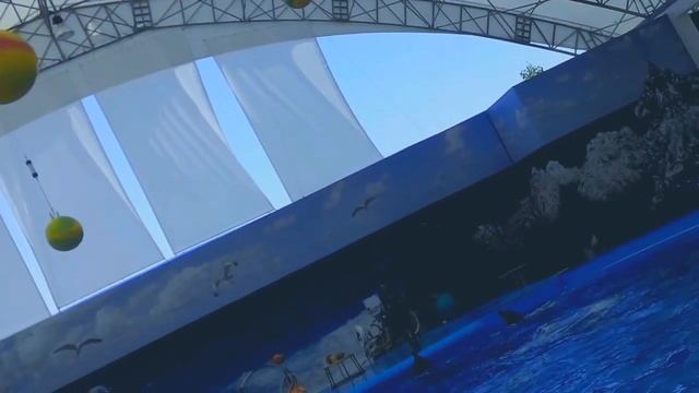 прыжок дельфина к мячу на высоте