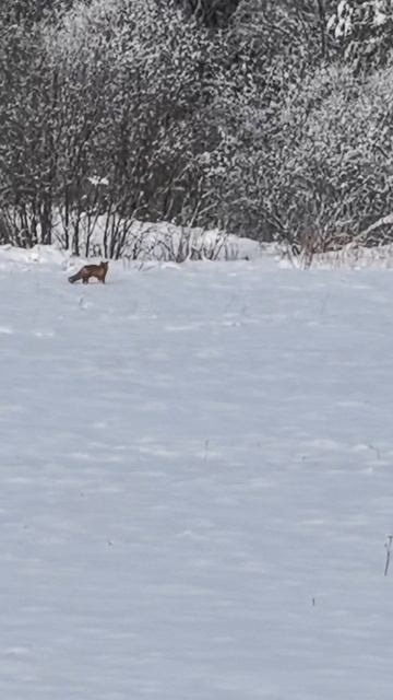 Лиса в зимнем поле