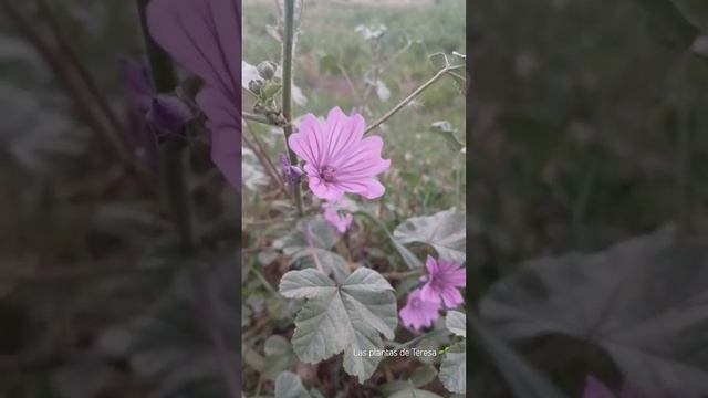 Malva sylvestris,  malvas#lasplantasdeteresa #flores #plants #flowers #plantas